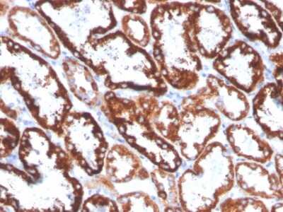 Immunohistochemistry-Paraffin: FGF-23 Antibody (FGF23/4168) [NBP3-07378]