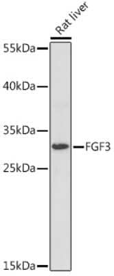 Western Blot: FGF-3 AntibodyAzide and BSA Free [NBP3-15491]