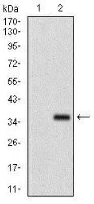 Western Blot: FGF-4 Antibody (3A12G9)BSA Free [NBP2-37374]