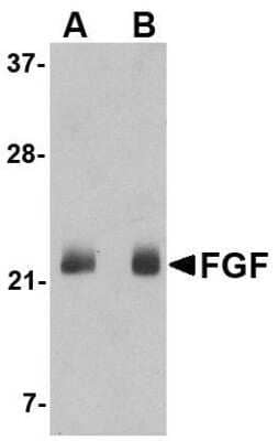 Western Blot: FGF-4 AntibodyBSA Free [NBP1-76865]