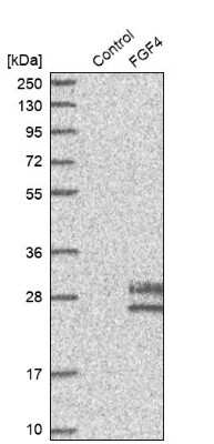 Western Blot: FGF-4 Antibody [NBP1-83291]