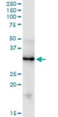 Western Blot: FGF-5 Antibody (1B4) [H00002250-M01]