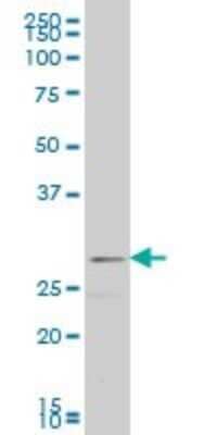 Western Blot: FGF-8 Antibody (3H2) [H00002253-M06]