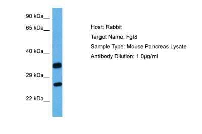 Western Blot: FGF-8 Antibody [NBP1-98443]