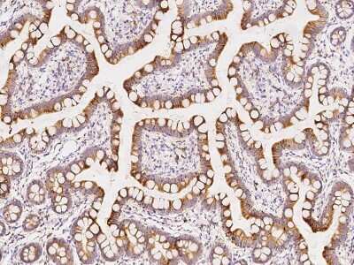 Immunohistochemistry-Paraffin: FGF-9 Antibody [NBP2-99548]