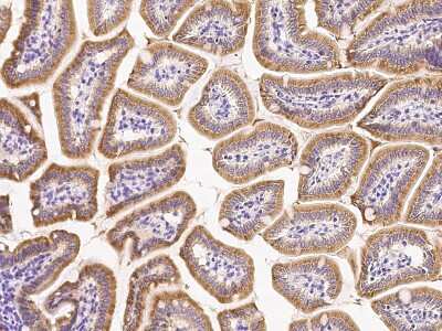 Immunohistochemistry-Paraffin: FGF-9 Antibody [NBP2-99548]