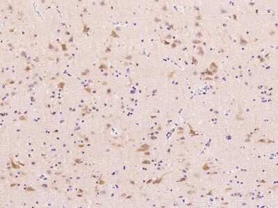 Immunohistochemistry-Paraffin: FGF-9 Antibody [NBP2-99548]