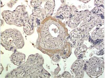 Immunohistochemistry-Paraffin: FGF-9 Antibody (MM0292-4D25) - Azide and BSA Free [NBP2-12306]