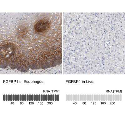 Immunohistochemistry-Paraffin: FGF-BP Antibody [NBP1-83904]