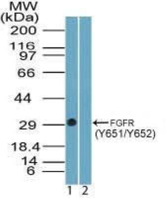 Western Blot: FGFR1 [p Tyr651, p Tyr652] Antibody [NBP2-24462]