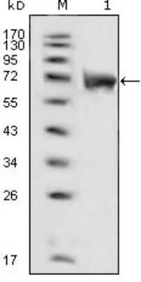 Western Blot: FGFR1 Antibody (3D4F7)BSA Free [NBP1-47451]