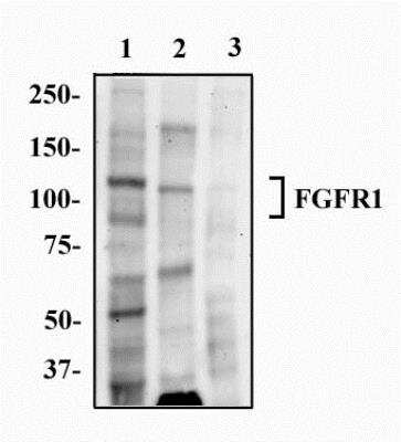 Western Blot: FGFR1 Antibody (M17A3)BSA Free [NB100-2079]