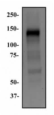 Western Blot: FGFR1 Antibody (M2F12)BSA Free [NB120-829]