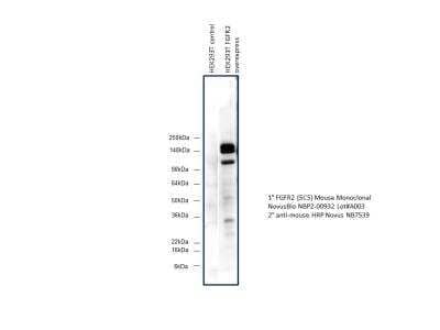 Western Blot: FGFR2 Antibody (OTI5C5) [NBP2-00932]