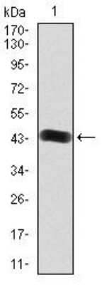 Western Blot: FGFR3 Antibody (1E3F9)BSA Free [NBP2-52469]