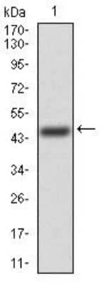 Western Blot: FGFR3 Antibody (2H10B4)BSA Free [NBP2-52468]