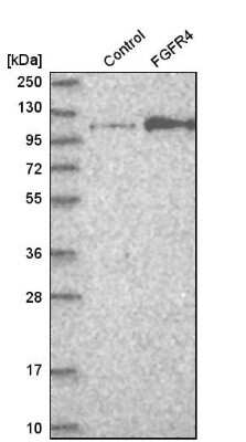 Western Blot: FGFR4 Antibody [NBP1-84587]