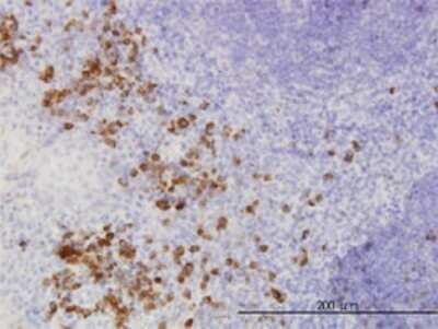 Immunohistochemistry-Paraffin: FGF acidic/FGF1 Antibody (2E12) [H00002246-M02]