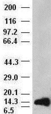 Western Blot: FGF acidic/FGF1 Antibody (OTI4D2)Azide and BSA Free [NBP2-70717]