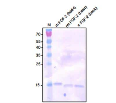 Western Blot: FGF basic/FGF2/bFGF Antibody [NBP1-18579]