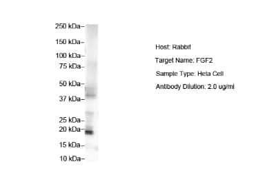 Western Blot: FGF basic/FGF2/bFGF Antibody [NBP1-57096]