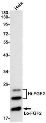 Western Blot: FGF basic/FGF2/bFGF Antibody (S03-9C3) [NBP3-20011]