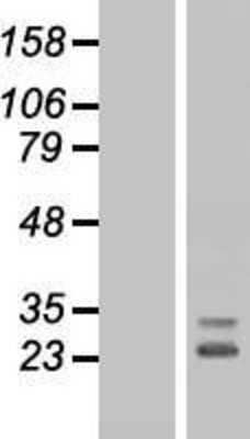 Western Blot: FGF-10 Overexpression Lysate [NBP2-07870]