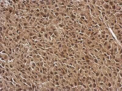 Immunohistochemistry-Paraffin: FGF-13 Antibody [NBP2-16471]