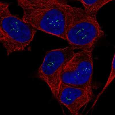 Immunocytochemistry/ Immunofluorescence: FGF14 Antibody [NBP2-55745]