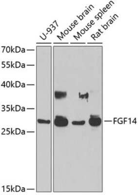 Western Blot: FGF14 AntibodyBSA Free [NBP3-04588]