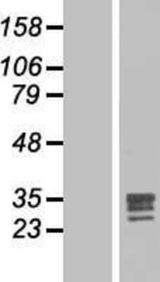 Western Blot: FGF-17 Overexpression Lysate [NBL1-10691]