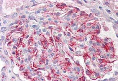 Immunohistochemistry-Paraffin: FGF18 Antibody [NBP3-06688]
