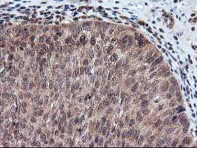 Immunohistochemistry-Paraffin: FGF-21 Antibody (OTI2F10) [NBP2-00645]