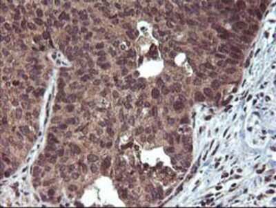 Immunohistochemistry-Paraffin: FGF-21 Antibody (OTI2F10) [NBP2-00645]
