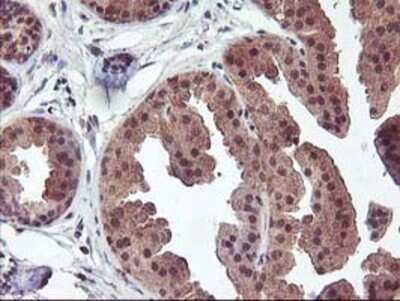 Immunohistochemistry-Paraffin: FGF-21 Antibody (OTI2F10) [NBP2-00645]
