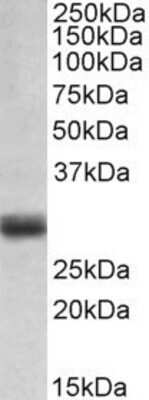 Western Blot: FGF-5 Antibody [NBP1-97760]