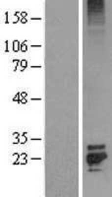 Western Blot: KGF/FGF-7 Overexpression Lysate [NBL1-10700]