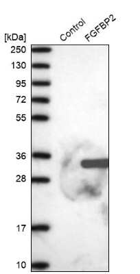 Western Blot: FGFBP2 Antibody [NBP1-81341]