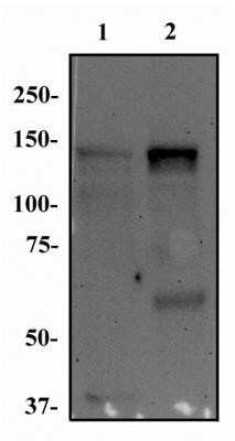 Western Blot: FGFR1 Antibody (M17D10)Azide and BSA Free [NBP2-80733]