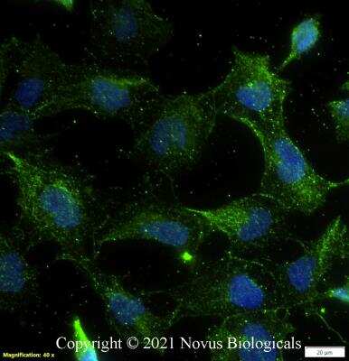 Immunocytochemistry/ Immunofluorescence: FGFR1 Antibody (M17D10) - BSA Free [NB100-2080]