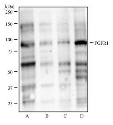 Western Blot: FGFR1 Antibody (M19B2)Azide and BSA Free [NBP2-80735]