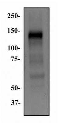 Western Blot: FGFR1 Antibody (M2F12)Azide and BSA Free [NBP2-80734]