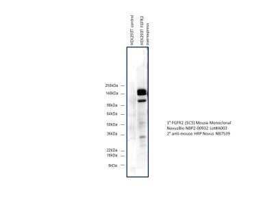 Western Blot: FGFR2 Antibody (OTI5C5)Azide and BSA Free [NBP2-70731]