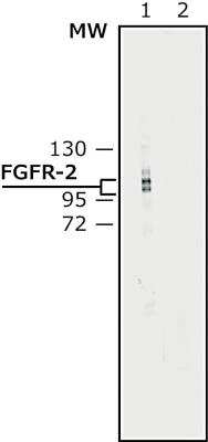 Western Blot: FGFR2 Antibody [NB200-642]