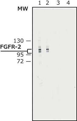 Western Blot: FGFR2 Antibody [NB200-642]