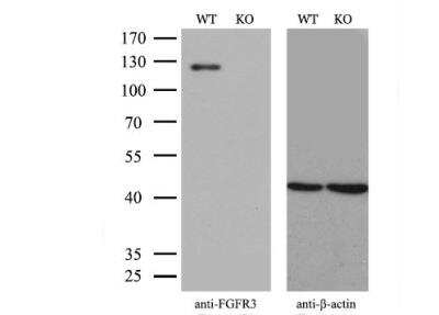 Western Blot: FGFR3 Antibody (OTI1B10) [NBP2-45716]