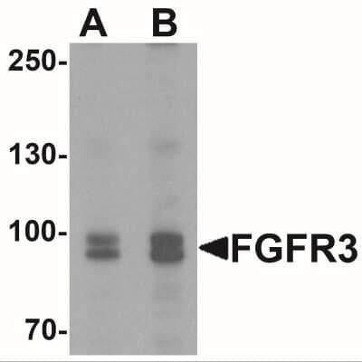 Western Blot: FGFR3 AntibodyBSA Free [NBP2-41227]