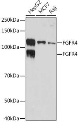 Western Blot: FGFR4 Antibody (2C4E1) [NBP3-16784]