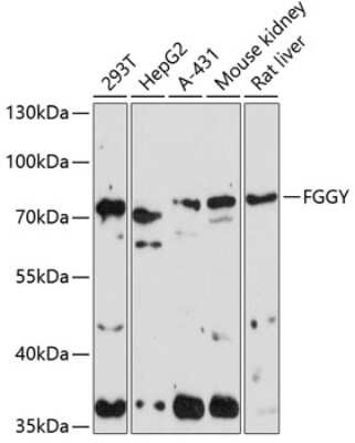 Western Blot: FGGY carbohydrate kinase domain containing AntibodyAzide and BSA Free [NBP3-03388]