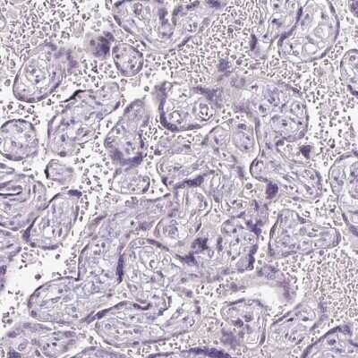 Immunohistochemistry-Paraffin: FHAD1 Antibody [NBP2-14780]